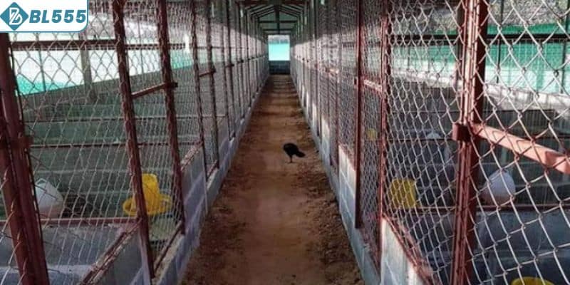 Lưu ý quan trọng khi làm chuồng gà đá 